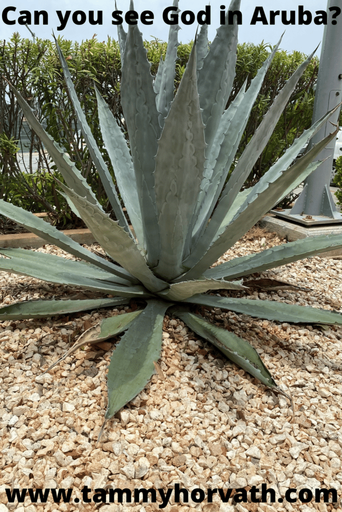 Aruba plant