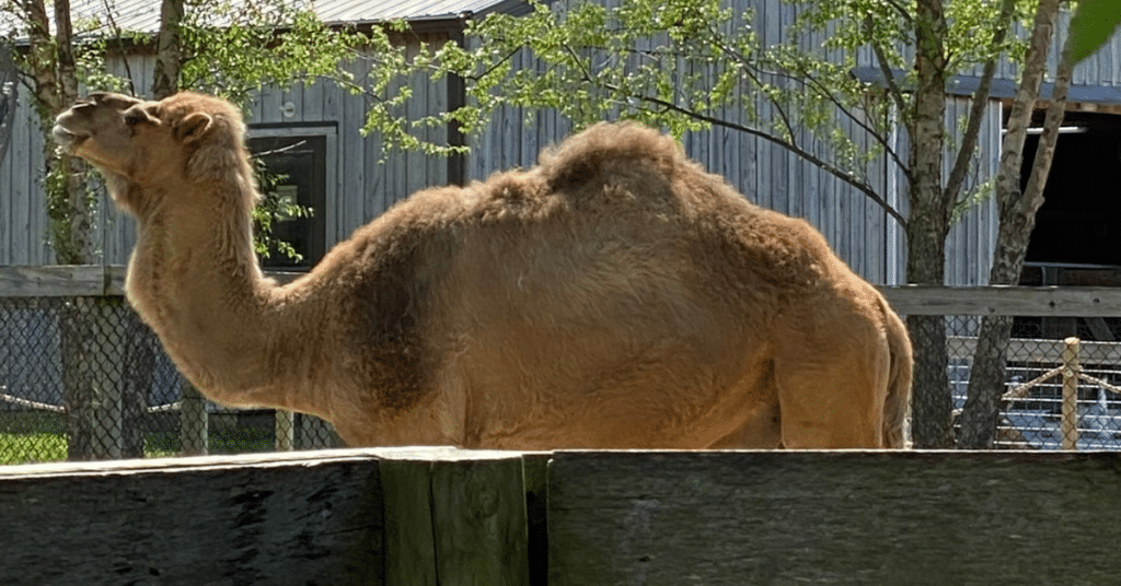 Camel picture for Can you see God at the Ark Encounter blog post by Tammy Horvath