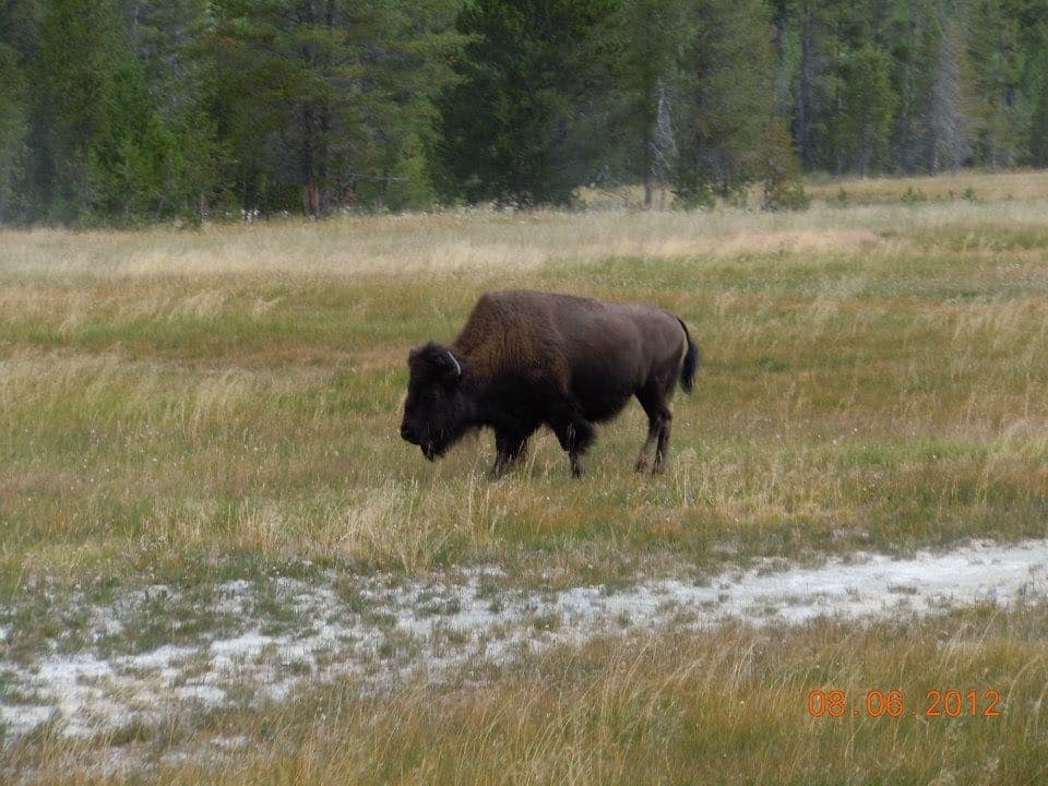 Buffalo at Yellowstone National Park Buffalo at Yellowstone National Park