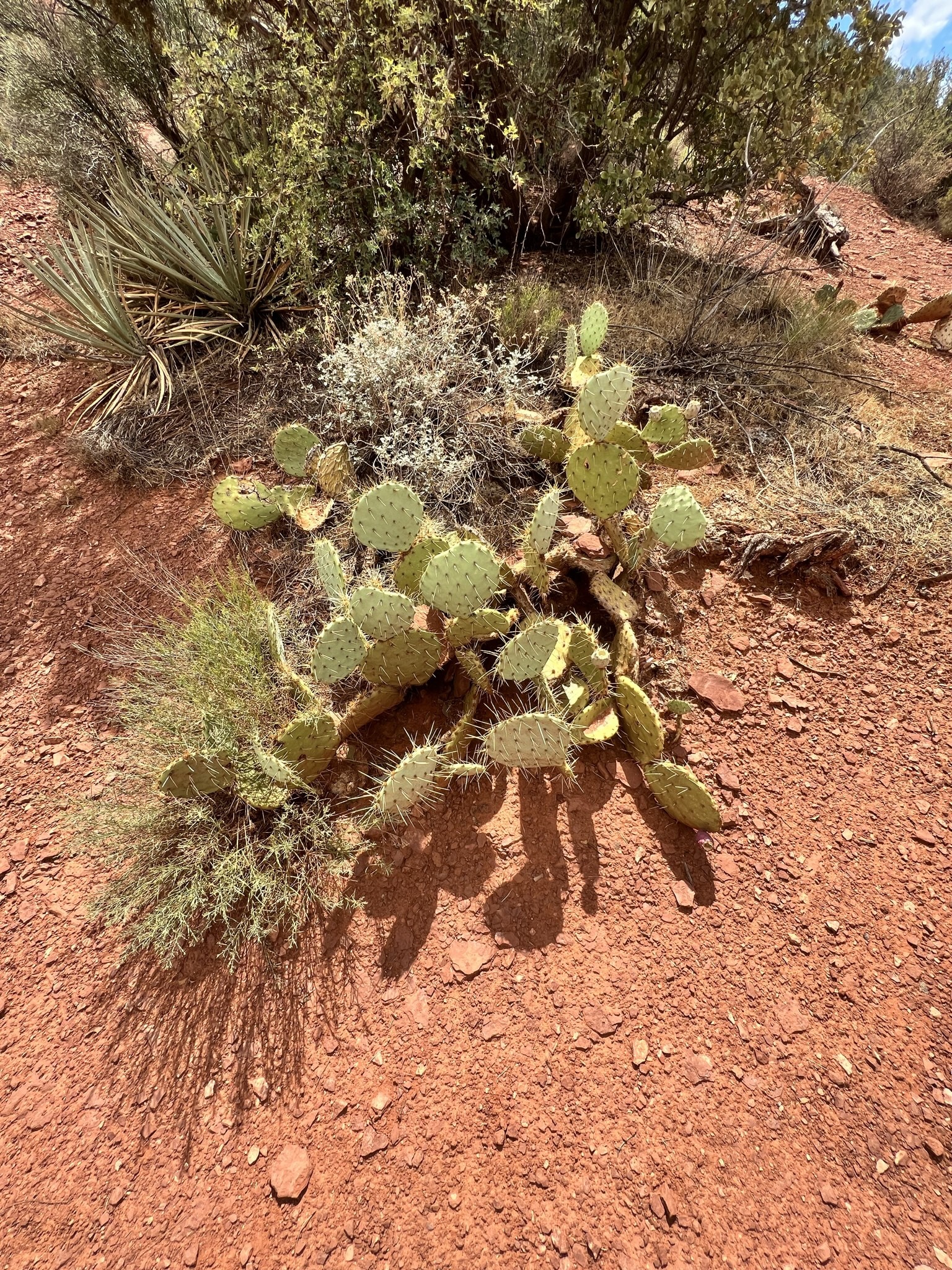 Cactus in Sedona, Arizona Cactus in Sedona, Arizona