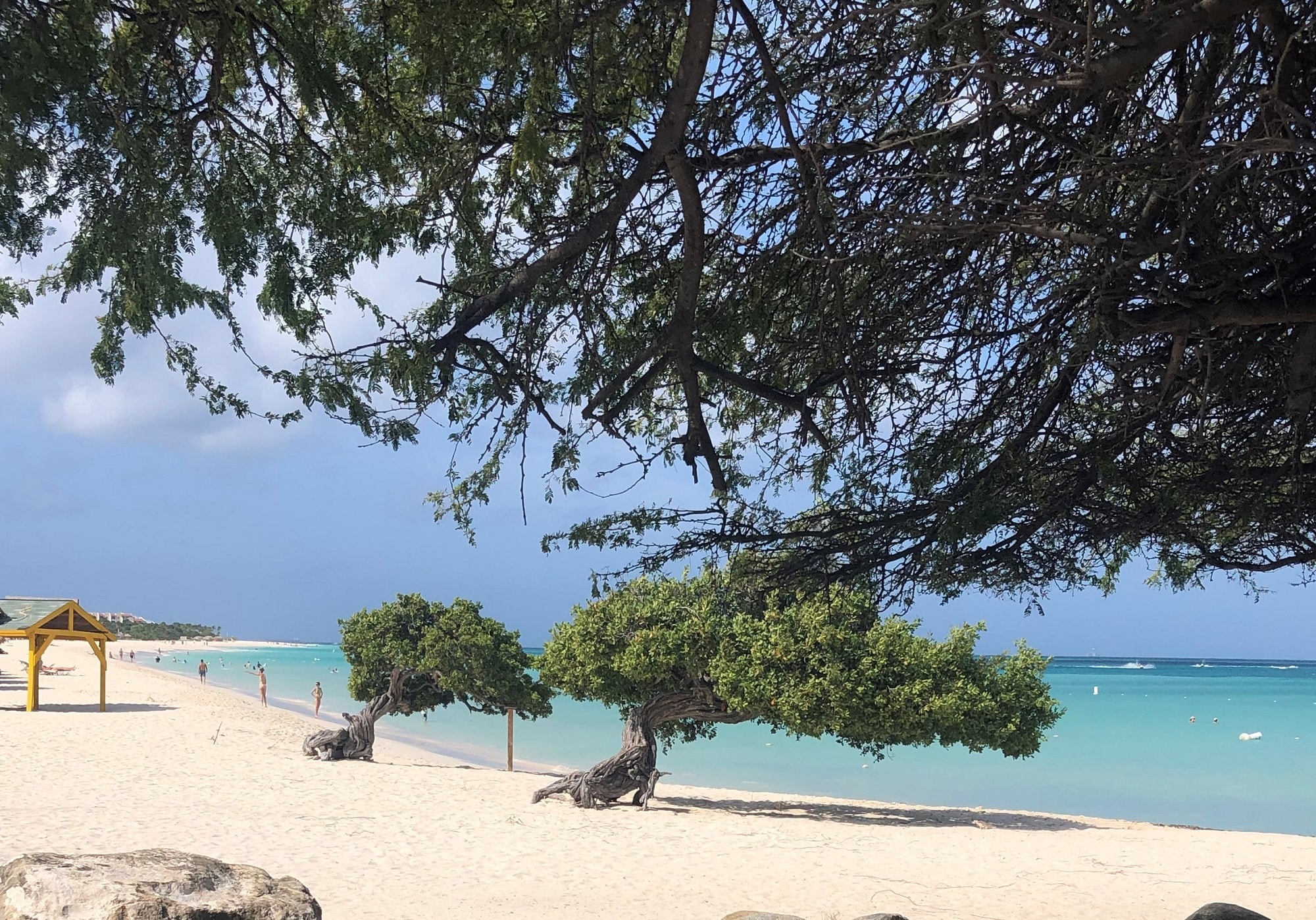 Divi Divi trees in Aruba always point southwest Divi Divi trees in Aruba always point southwest