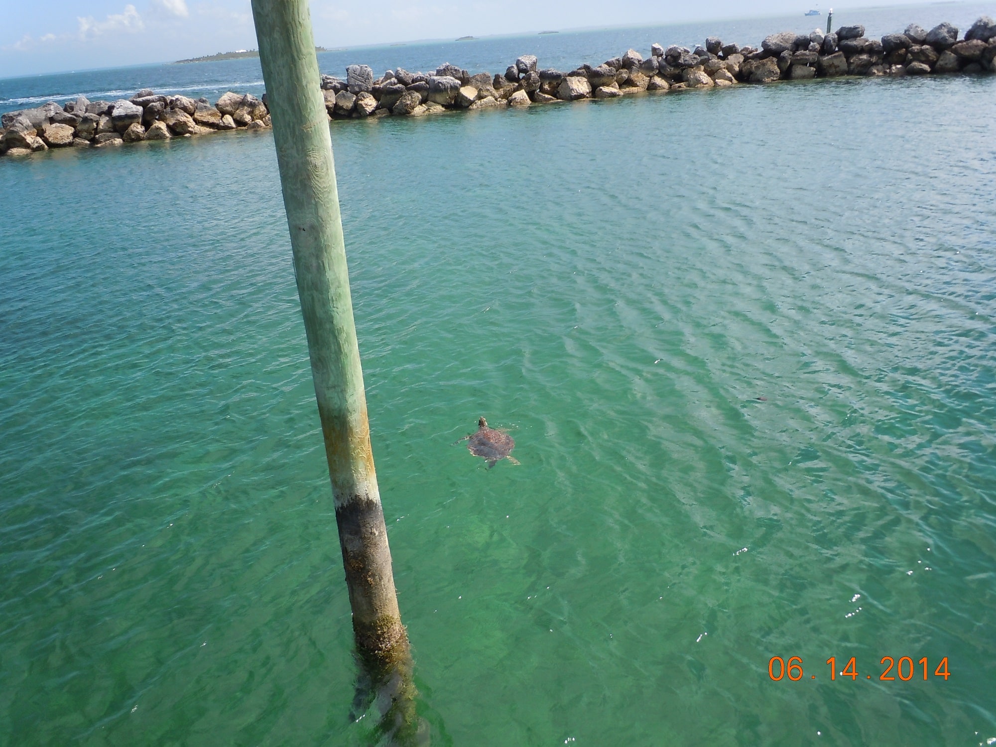 Huge sea turtle in the Sea of Abaco, Bahamas Huge sea turtle in the Sea of Abaco, Bahamas