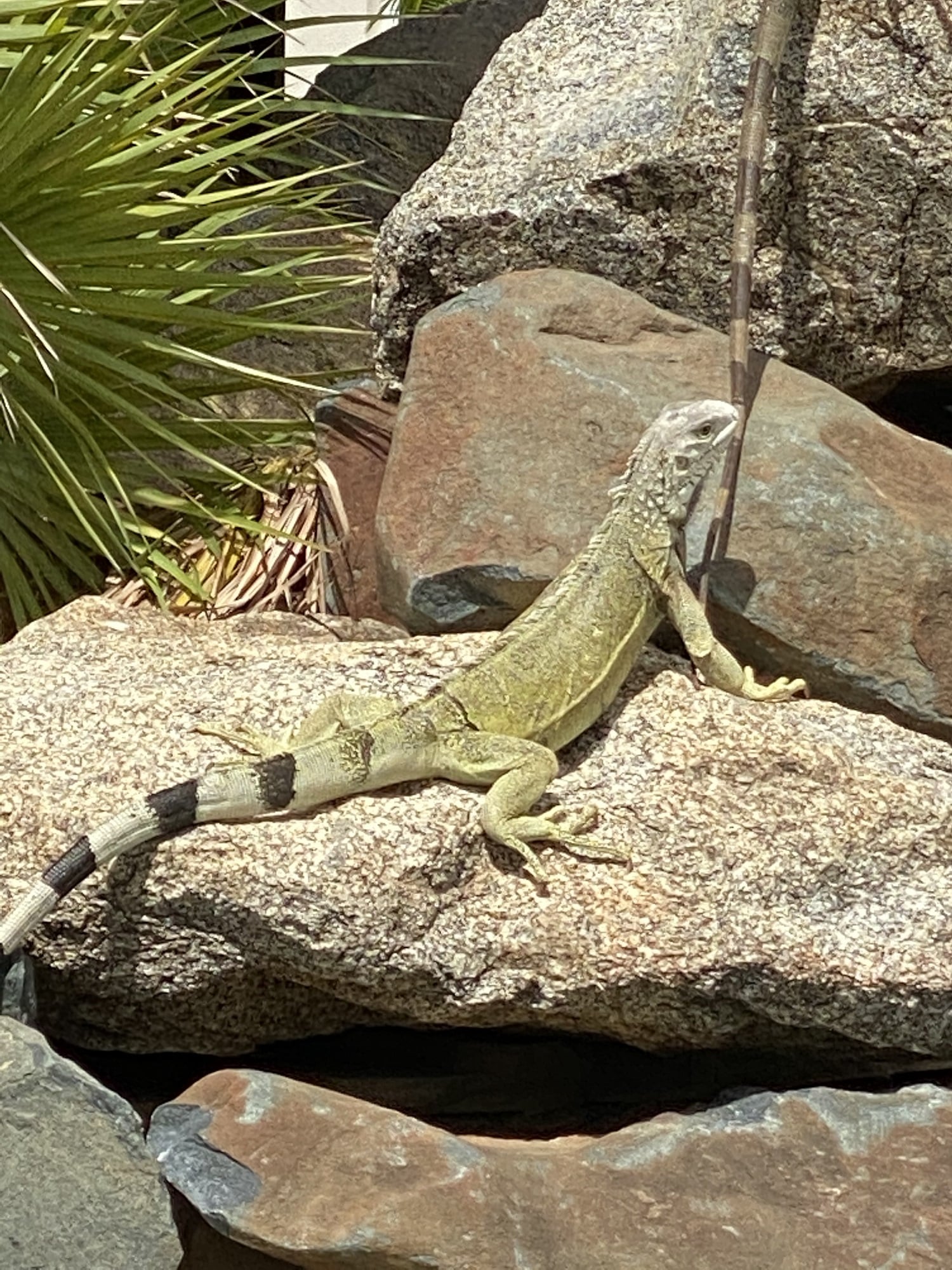 Making new friends in Aruba Making new friends at Divi Village Resort