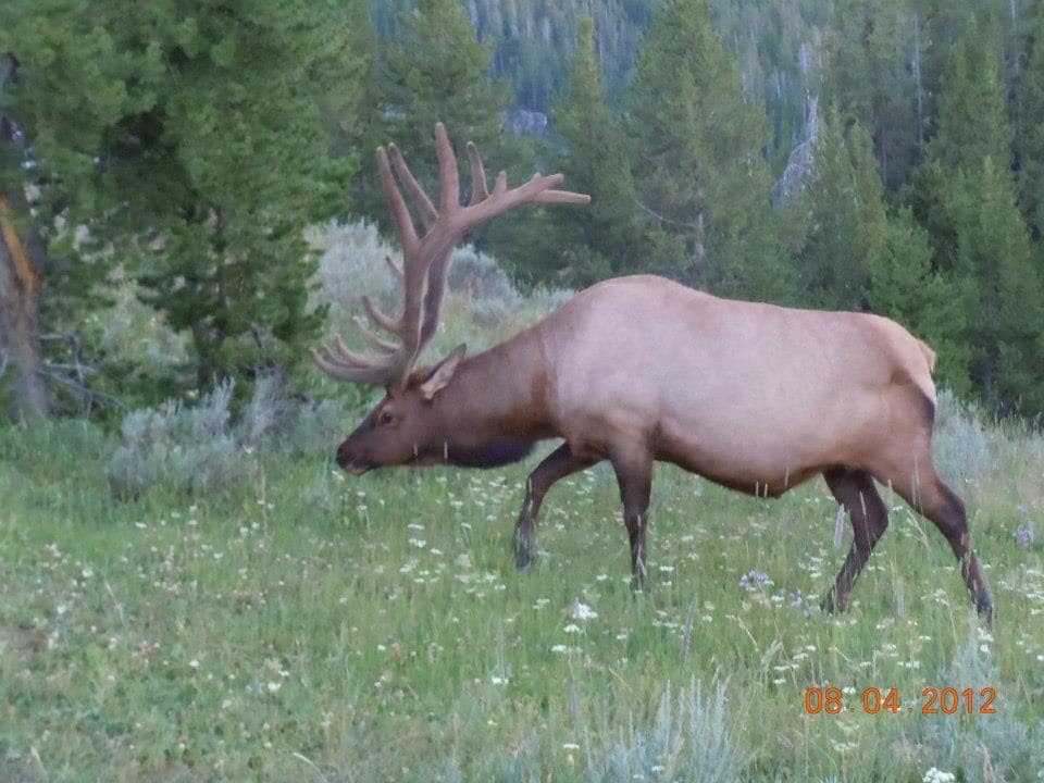 One of the many animals at Yellowstone National Park